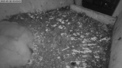 Live Webcam Turmfalken Eggstätt