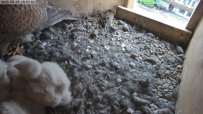 Live Webcam Turmfalken Eggstätt