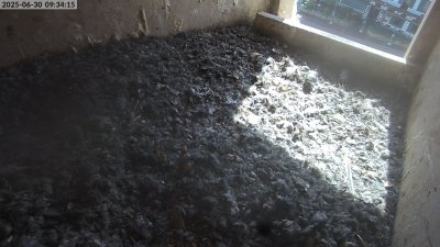 Live Webcam Turmfalken Eggstätt