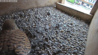 Live Webcam Turmfalken Eggstätt