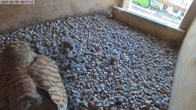 Live Webcam Turmfalken Eggstätt