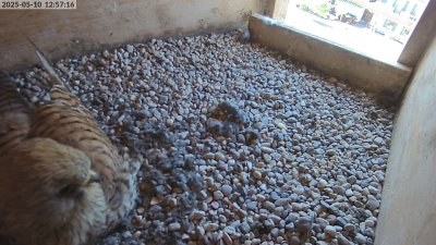 Live Webcam Turmfalken Eggstätt