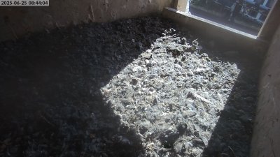 Live Webcam Turmfalken Eggstätt