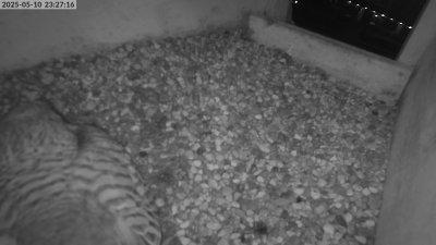 Live Webcam Turmfalken Eggstätt