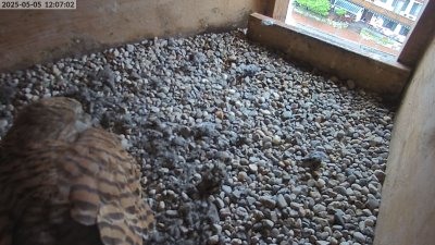 Live Webcam Turmfalken Eggstätt