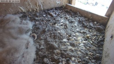 Live Webcam Turmfalken Eggstätt