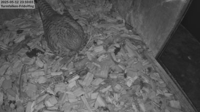 Live Webcam Turmfalken Fridolfing