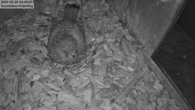 Live Webcam Turmfalken Fridolfing