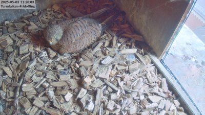 Live Webcam Turmfalken Fridolfing