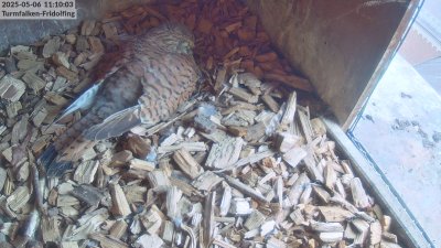 Live Webcam Turmfalken Fridolfing