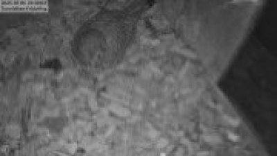 Live Webcam Turmfalken Fridolfing