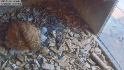 Live Webcam Turmfalken Fridolfing