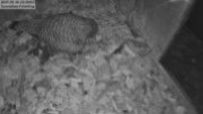 Live Webcam Turmfalken Fridolfing