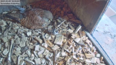Live Webcam Turmfalken Fridolfing