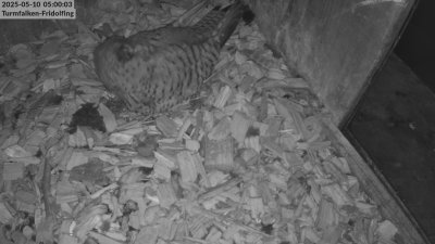Live Webcam Turmfalken Fridolfing