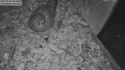 Live Webcam Turmfalken Fridolfing