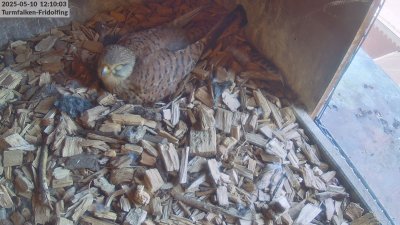 Live Webcam Turmfalken Fridolfing