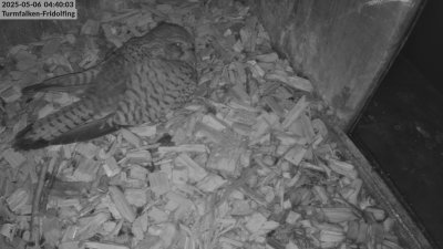 Live Webcam Turmfalken Fridolfing