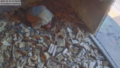 Live Webcam Turmfalken Fridolfing
