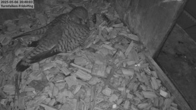 Live Webcam Turmfalken Fridolfing