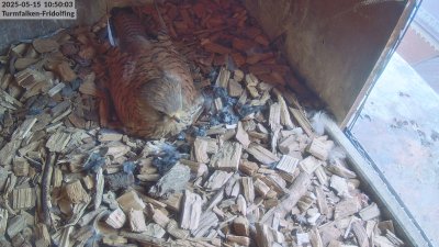 Live Webcam Turmfalken Fridolfing