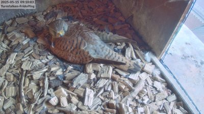 Live Webcam Turmfalken Fridolfing