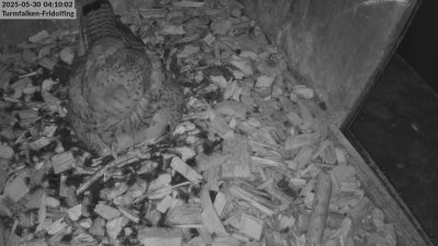 Live Webcam Turmfalken Fridolfing