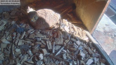 Live Webcam Turmfalken Fridolfing