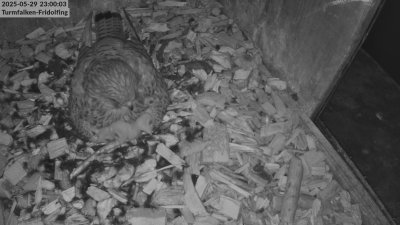 Live Webcam Turmfalken Fridolfing