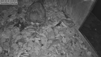 Live Webcam Turmfalken Fridolfing