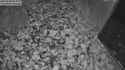 Live Webcam Turmfalken Fridolfing