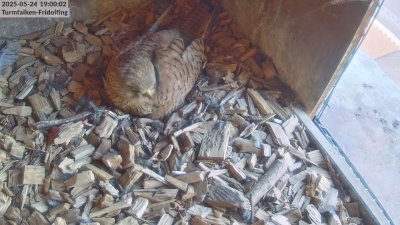 Live Webcam Turmfalken Fridolfing