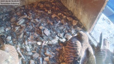 Live Webcam Turmfalken Fridolfing