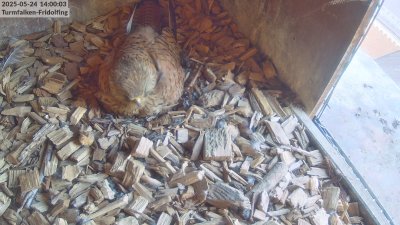 Live Webcam Turmfalken Fridolfing