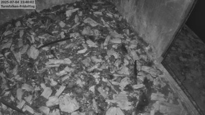 Live Webcam Turmfalken Fridolfing
