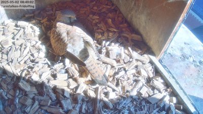Live Webcam Turmfalken Fridolfing