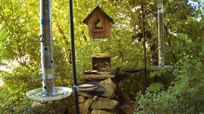 Live Webcam Futterstelle LBV
