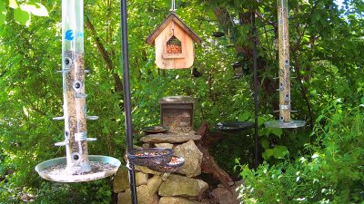 Live Webcam Futterstelle LBV