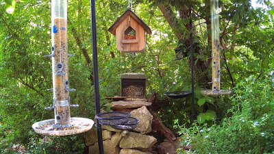 Live Webcam Futterstelle LBV