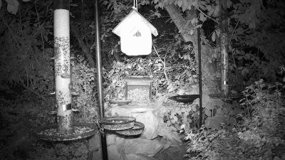 Live Webcam Futterstelle LBV