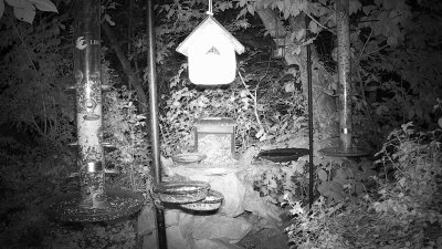 Live Webcam Futterstelle LBV