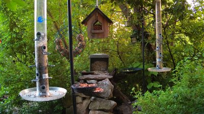 Live Webcam Futterstelle LBV