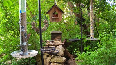 Live Webcam Futterstelle LBV