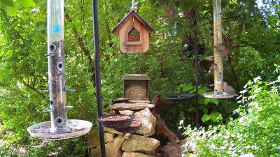 Live Webcam Futterstelle LBV