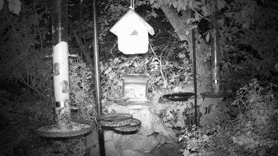 Live Webcam Futterstelle LBV