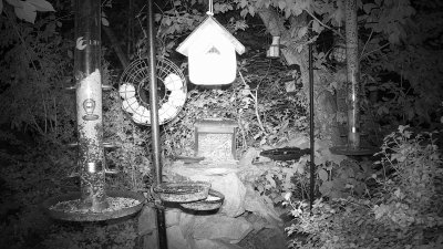 Live Webcam Futterstelle LBV