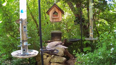 Live Webcam Futterstelle LBV