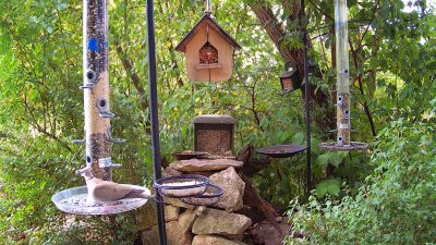 Live Webcam Futterstelle LBV