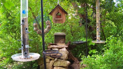 Live Webcam Futterstelle LBV
