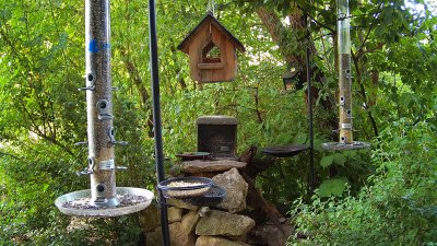 Live Webcam Futterstelle LBV